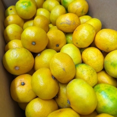 Quýt Nhật Ngọt 1Kg