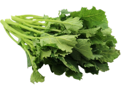 Rau Cải Kakina かき菜