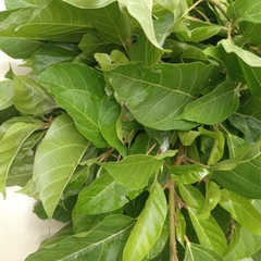 Lá Sung Tươi
