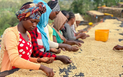 Các Phương Pháp Chế Biến Cà Phê Nhân: Natural, Honey, Washed