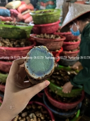  VIÊN TINH NGHỆ ĐEN SỮA ONG CHÚA