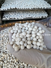  VIÊN TINH NGHỆ ĐEN SỮA ONG CHÚA