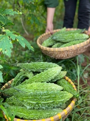 MẶT NẠ KHỔ QUA THUẬN THIÊN