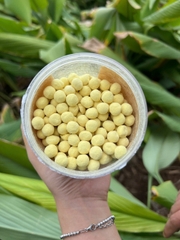 Viên nghệ Nguyên bản Thuận Thiên. (Gr)