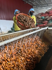 TINH NGHỆ MẬT ONG ĐÔNG TRÙNG HẠ THẢO