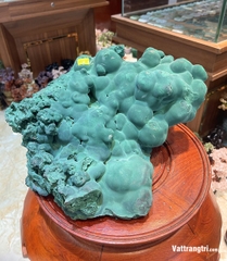 Đại cảnh khổng tước nguyên sinh 35cm