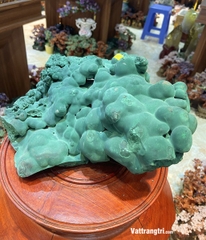 Đại cảnh khổng tước nguyên sinh 35cm