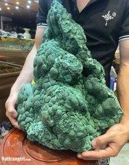 Đại cảnh khổng tước nguyên sinh 46cm