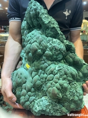 Đại cảnh khổng tước nguyên sinh 46cm