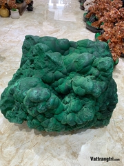 Khối đại cảnh khổng tước nguyên sinh siêu lớn 50m