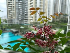 ESTELLA NHÀ ĐẸP FULL CAO CẤP VIEW HỒ BƠI - LANDMARK 81 CỰC ĐẸP