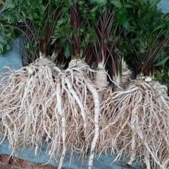 Sâm đương quy Tây Bắc