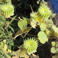 Cây cối xay khô