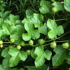 Cây lạc tiên khô
