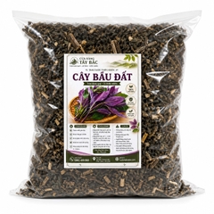 Cây Bầu Đất Tím Tây Bắc