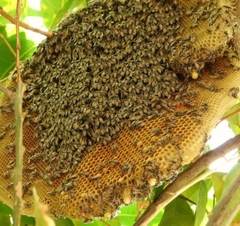 Mật ong rừng tây bắc 1lit