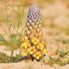 100g Nhục thung dung khô