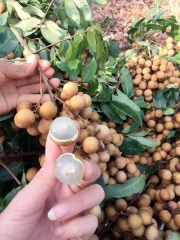 CÂY GIỐNG NHÃN SỚM
