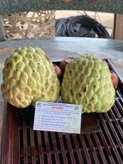 CÂY GIỐNG NA THÁI