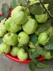 CÂY GIỐNG ỔI NỮ HOÀNG
