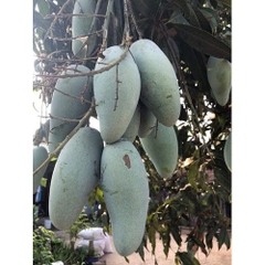 CÂY GIỐNG XOÀI THÁI