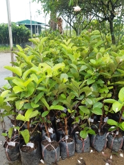 CÂY GIỐNG ỔI KHÔNG HẠT