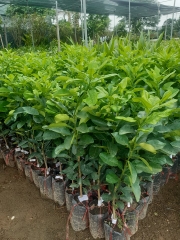 CÂY GIỐNG BƯỞI DA XANH