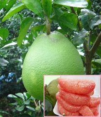 CÂY GIỐNG BƯỞI DA XANH