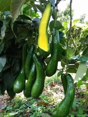 CÂY GIỐNG BƠ 034