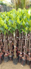 CÂY GIỐNG MÍT TỨ QUÝ