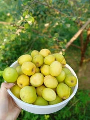 CÂY GIỐNG TÁO ĐÀO VÀNG