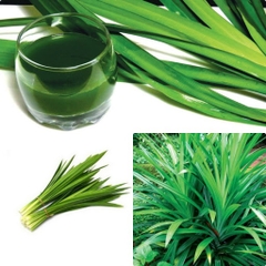 CÂY GIỐNG LÁ NẾP