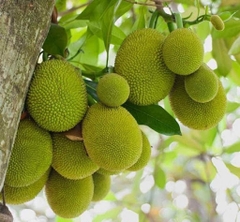 CÂY GIỐNG MÍT TỨ QUÝ