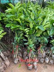 CÂY GIỐNG BƯỞI DIỄN