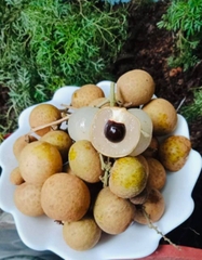 CÂY GIỐNG NHÃN IDO