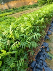 CÂY GIỐNG XOAN ĐÀO