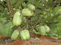 CÂY GIỐNG ỔI KHÔNG HẠT