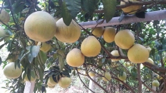 CÂY GIỐNG BƯỞI TÂN LẠC