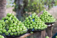 CÂY GIỐNG ỔI ĐÔNG DƯ