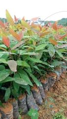 CÂY GIỐNG BẠCH ĐÀN