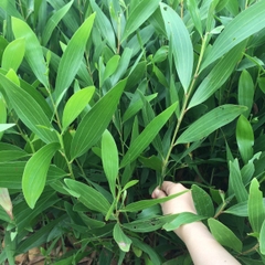 CÂY GIỐNG KEO