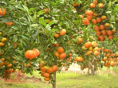 CÂY GIỐNG CAM ĐƯỜNG CANH