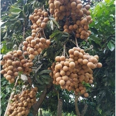 CÂY GIỐNG NHÃN SIÊU NGỌT