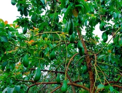 CÂY GIỐNG BƠ SÁP DA XANH