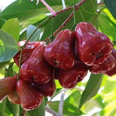 CÂY GIỐNG ROI ĐỎ AN PHƯỚC