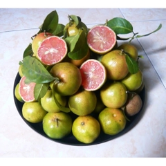 CÂY GIỐNG CHANH ĐÀO