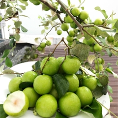 CÂY GIỐNG TÁO THÁI
