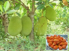 CÂY GIỐNG MÍT THÁI RUỘT ĐỎ