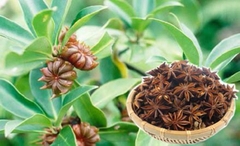 CÂY GIỐNG HỒI