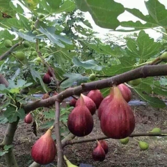 CÂY GIỐNG SUNG MỸ